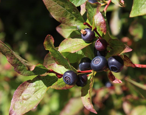Close-up picture of a cluster of huckleberries on a branch in the woods
